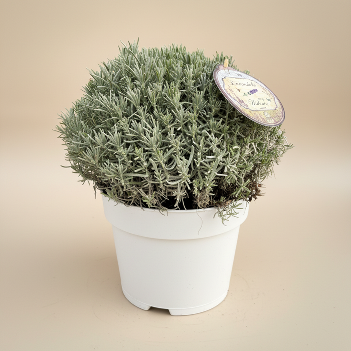 Lavandula angustifolia Hidcote - Lavendel in pot