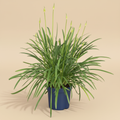 Agapanthus Blue Blush – warme beige studioachtergrond