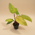 Philodendron Painted Lady in pot met warme beige studioachtergrond