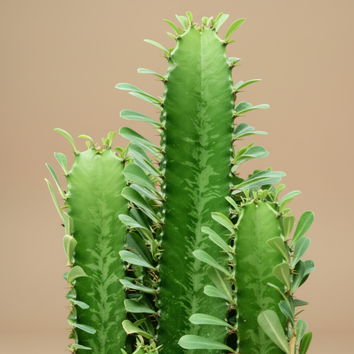 Euphorbia acrurensis - Detail stengels met doornen