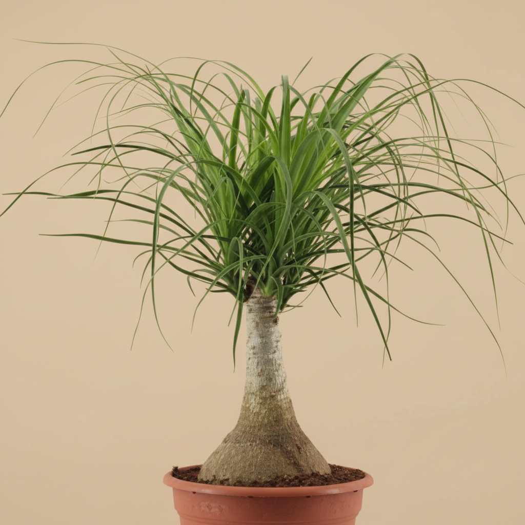 Close-up van Beaucarnea plant met karakteristieke dikke voet op warme beige studioachtergrond