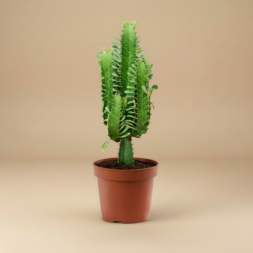 Euphorbia acrurensis - Vertakte vetplant in pot