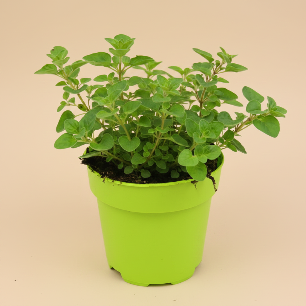 Origanum Vulgare Hirtum - Griekse Oregano op warme beige studioachtergrond