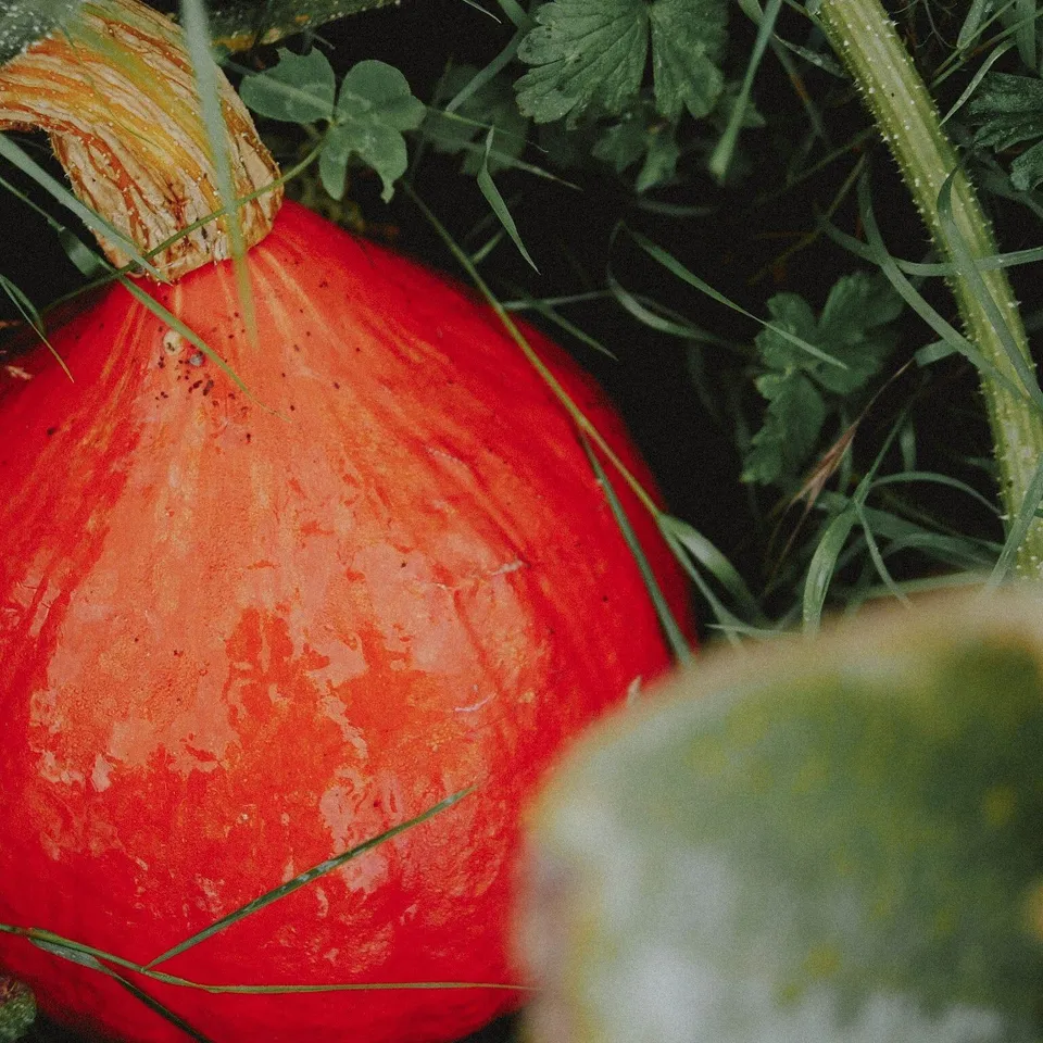 Pompoen Uchiki Kuri