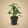 Cissus Quadrangularis 12 CM - beige studioachtergrond