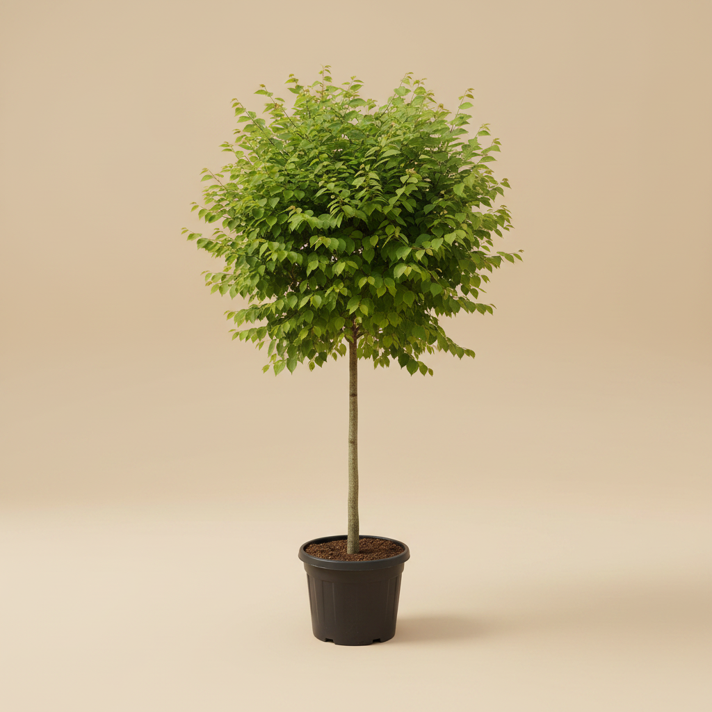 Cercidiphyllum Japonicum (Koekjesboom) in keramische pot op warme beige studioachtergrond