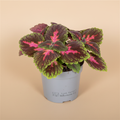 Coleus Park Avenue – warme beige studioachtergrond