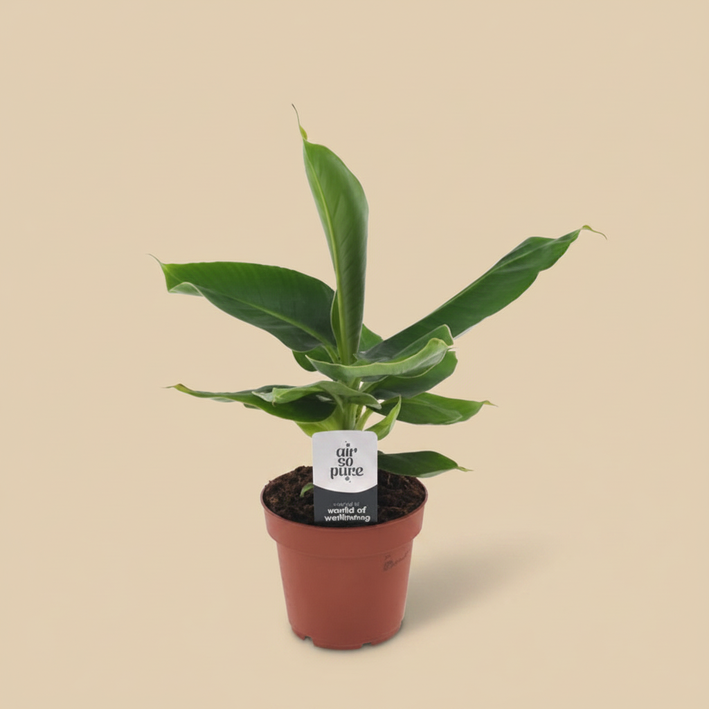 Musa Tropicana – beige studioachtergrond