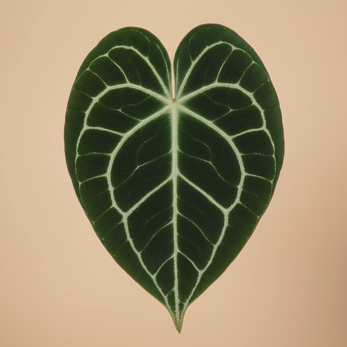 Close-up van het donkergroene hartvormige blad met lichte nerven van de Anthurium clarinervium op warme beige studioachtergrond