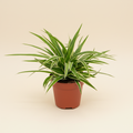 Chlorophytum comosum Ocean - Graslelie hangend in pot