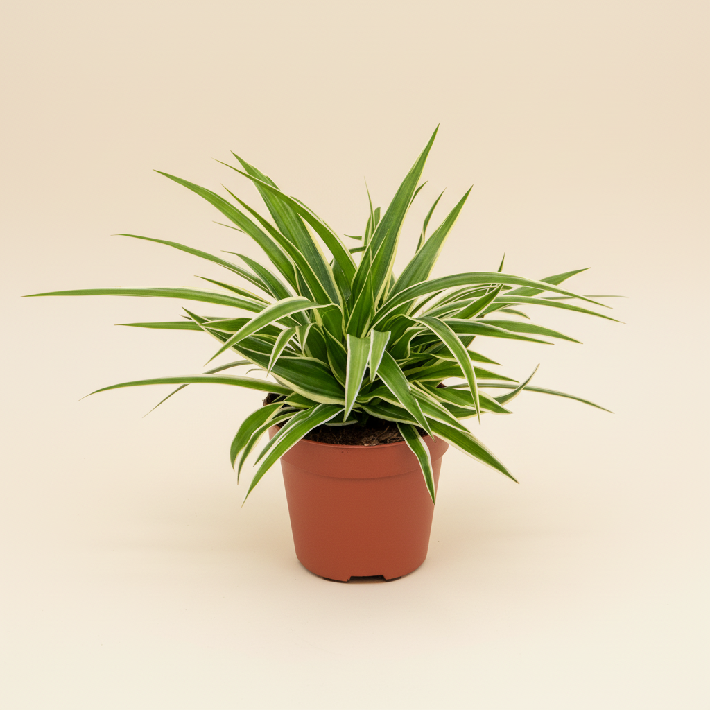 Chlorophytum comosum Ocean - Graslelie hangend in pot