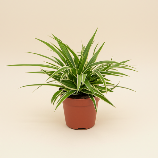 Chlorophytum comosum Ocean - Graslelie hangend in pot