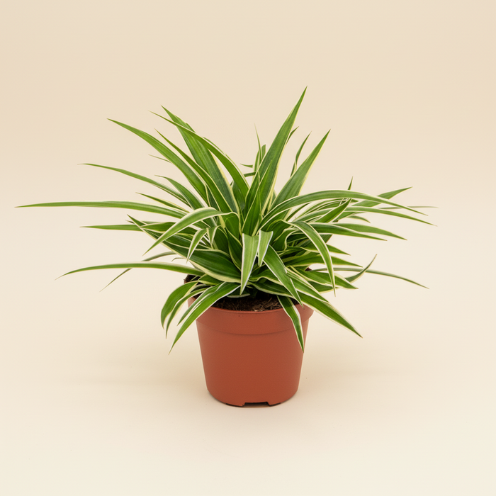 Chlorophytum comosum Ocean - Graslelie hangend in pot