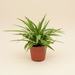 Chlorophytum comosum Ocean - Graslelie hangend in pot