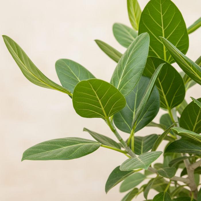 Ficus benghalensis Audrey - Detail fluweelachtige bladeren