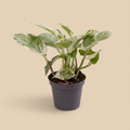 Epipremnum Pinnatum N'joy in keramische pot met warme beige studioachtergrond