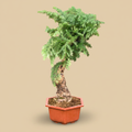 Araucaria cunninghamii Bonsai op warme beige studioachtergrond