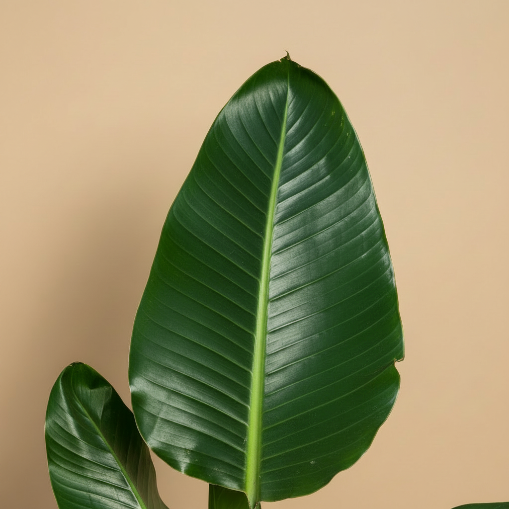 Strelitzia nicolai close-up blad op warme beige studioachtergrond