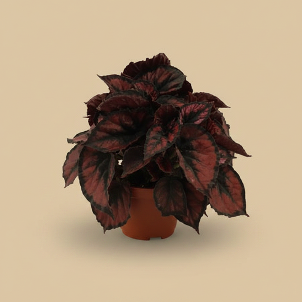 Begonia Blad Red Kiss - warme beige studioachtergrond