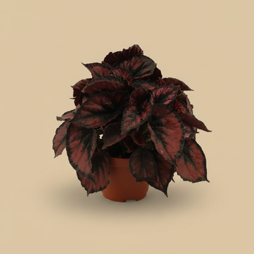 Begonia Blad Red Kiss - warme beige studioachtergrond