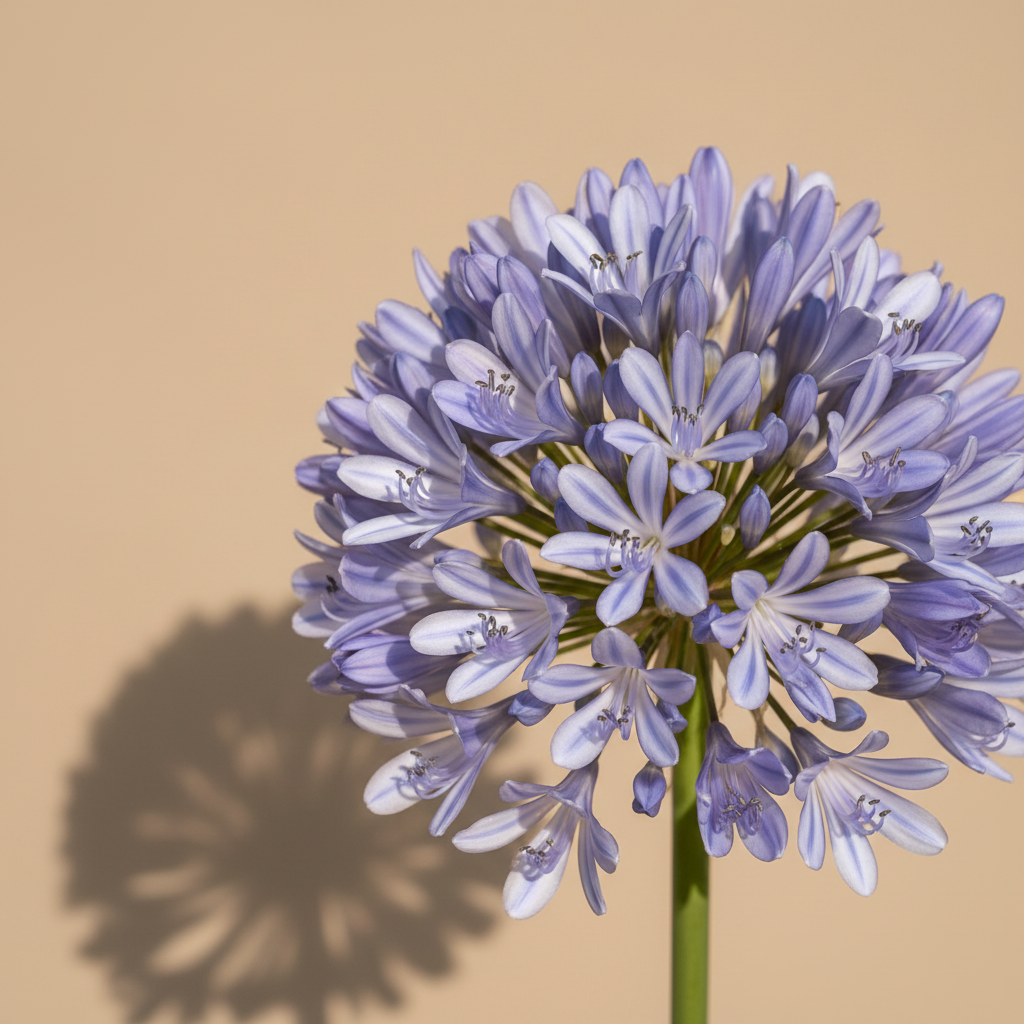 Agapanthus Blue Blush – close-up bloem