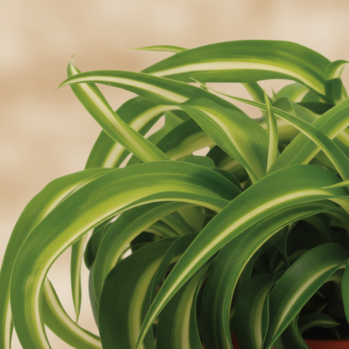 Chlorophytum Bonnie - close-up krullend blad warme beige studioachtergrond