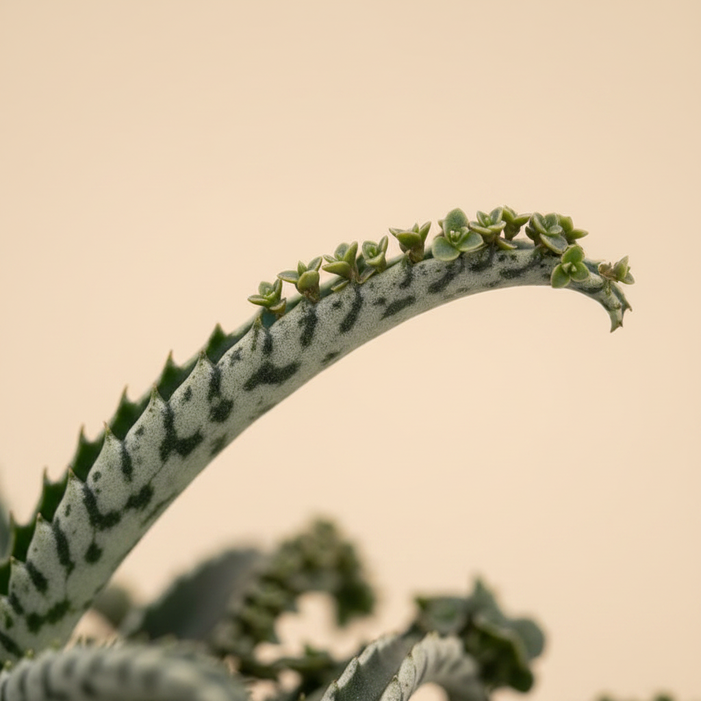 Kalanchoe daigremontiana Octopus – close-up bladrand met plantjes