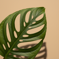 Close-up van de gaatjesbladen van een Monstera obliqua op warme beige studioachtergrond