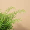 Close-up van het fijne frisgroene blad van de Asparagus falcatus met warme beige studioachtergrond