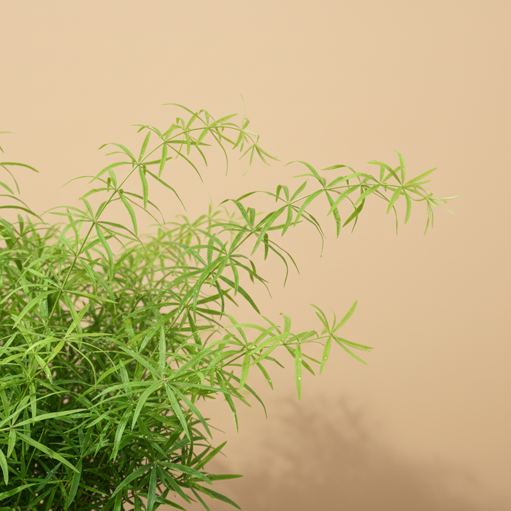 Close-up van het fijne frisgroene blad van de Asparagus falcatus met warme beige studioachtergrond