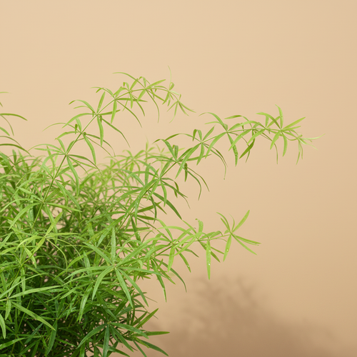 Close-up van het fijne frisgroene blad van de Asparagus falcatus met warme beige studioachtergrond