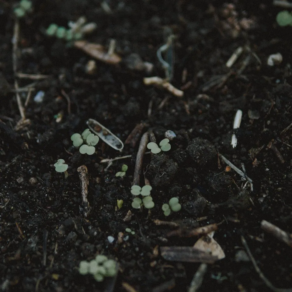 Gekweekte rucola