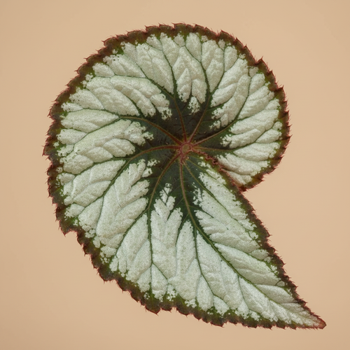 Begonia Blad Escargot - close-up spiraalblad warme beige studioachtergrond