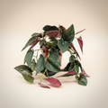 Syngonium Red Arrow - Pijlblad in pot