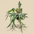 Platycerium bifurcatum hertshoornvaren – warme beige studioachtergrond