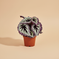 Begonia Fireworks – warme beige studioachtergrond
