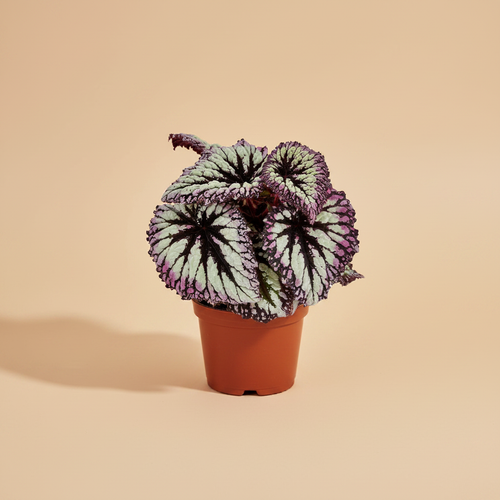 Begonia Fireworks – warme beige studioachtergrond