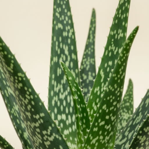 Aloe Tropical - detail gevlekte bladeren