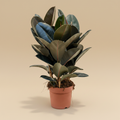 Ficus elastica Abidjan in pot op warme beige studioachtergrond