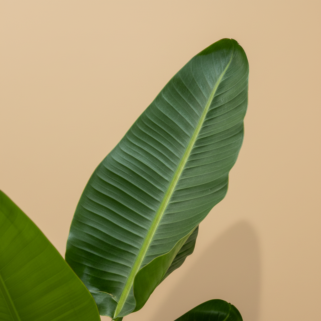 Close-up van het grote bananenachtige blad van een Strelitzia nicolai op warme beige studioachtergrond