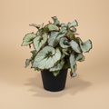 Begonia Blad Escargot - warme beige studioachtergrond