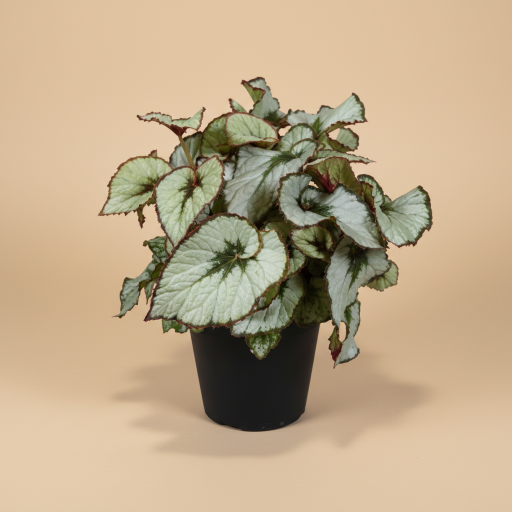 Begonia Blad Escargot - warme beige studioachtergrond