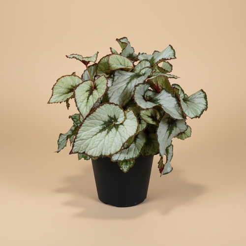 Begonia Blad Escargot - warme beige studioachtergrond