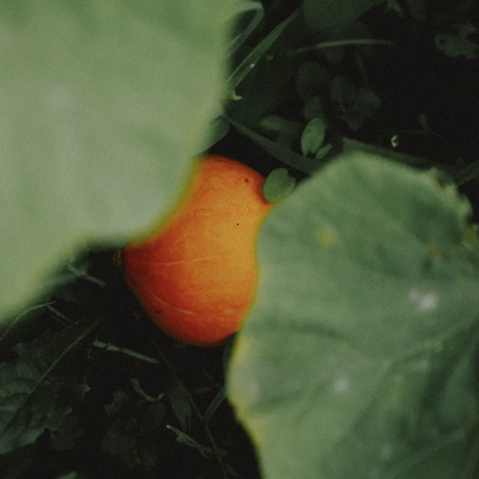 De milpa - Zadenset