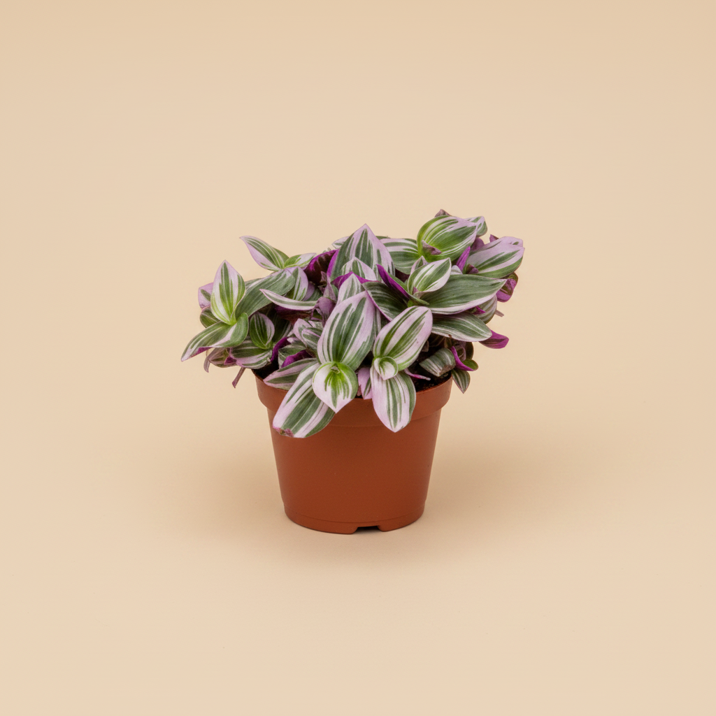 Tradescantia Nanouk in pot op warme beige studioachtergrond