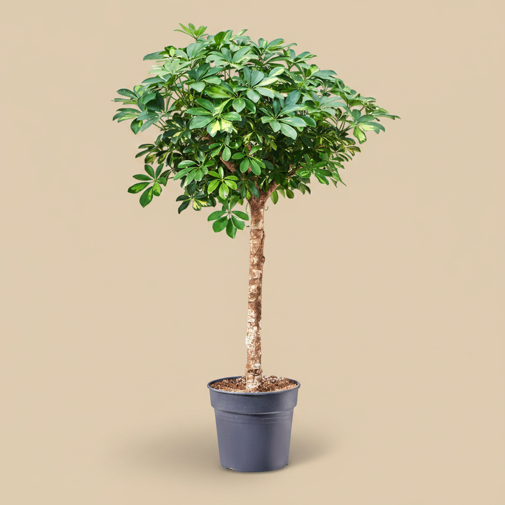 Schefflera arboricola Gold Capella in pot op warme beige studioachtergrond