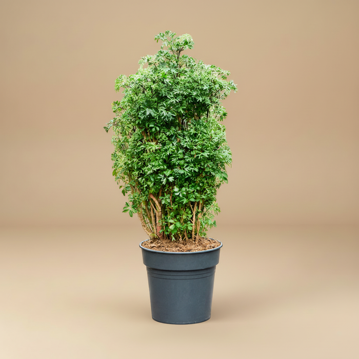 Aralia Roble - Polyscias vertakt in pot