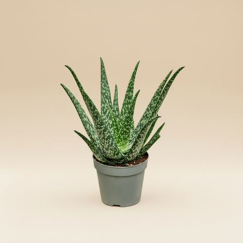 Aloe Tropical - vetplant in pot