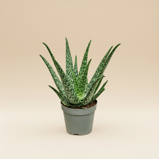 Aloe Tropical - vetplant in pot