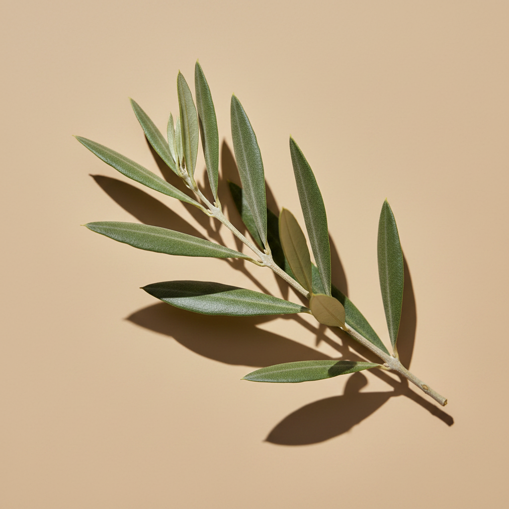 Olea Europaea Basso – close-up blad, warme beige studioachtergrond
